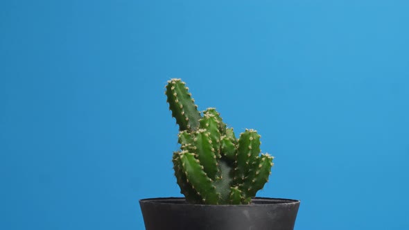 Fairy Castle Cactus Plant Revolving Around Itself On The Blue Screen Background