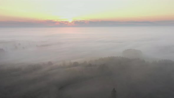 Aerial View of Forest at Sunrise