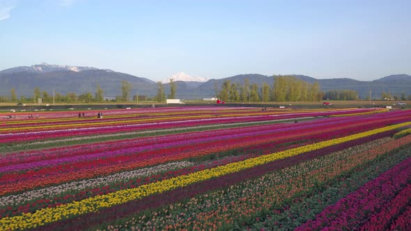 Aerial drone view of tulip flowers fields growing in rows of crops.