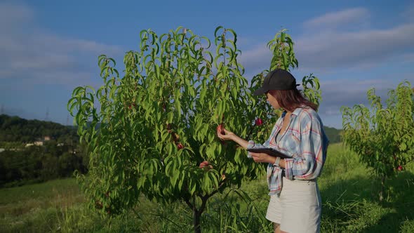 Farmer Woman is Checking Ripeness of Peaches on Tree in Garden