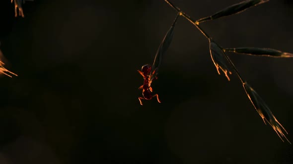 An ant in the grass