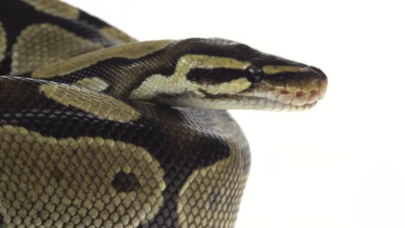Royal Python or Python Regius on Wooden Snag in Studio Against a White Background