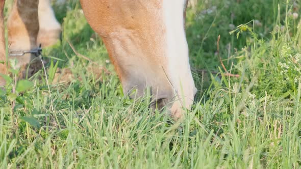 Beautiful Chestnut Horse Grazes on a Green Field