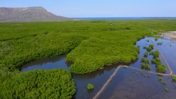 Lush And Green Mangroves  In Monte Cristi, Dominican Republic - aerial shot