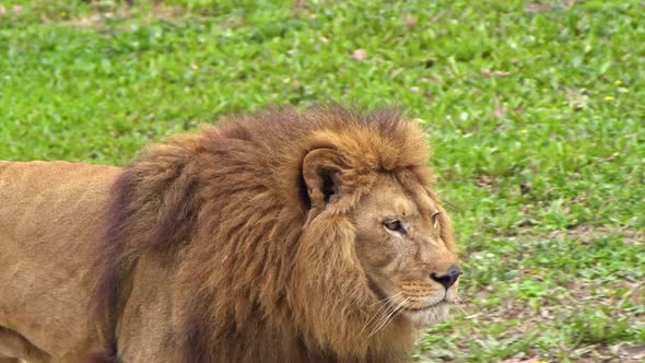 Male Lion Wandering In Its Territory