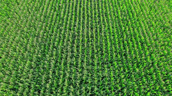 Aerial View of Plantation Green Corn Field