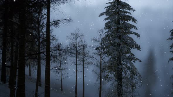 Misty Fog in Pine Forest on Mountain Slopes