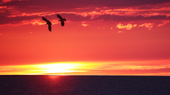 Sunset over Sea and Birds