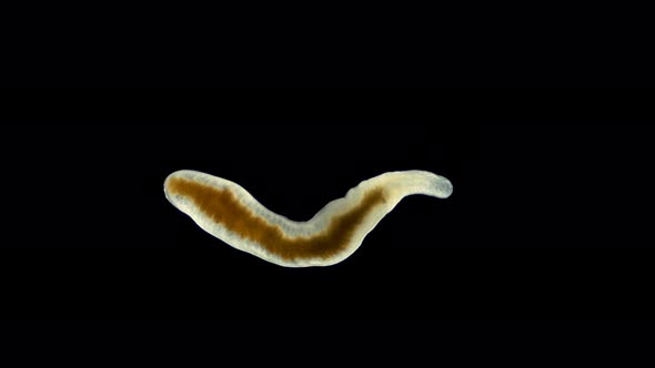 flatworm of the Prorhynchidae family under a microscope, Order Lecithoepitheliata