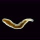 flatworm of the Prorhynchidae family under a microscope, Order Lecithoepitheliata - VideoHive Item for Sale