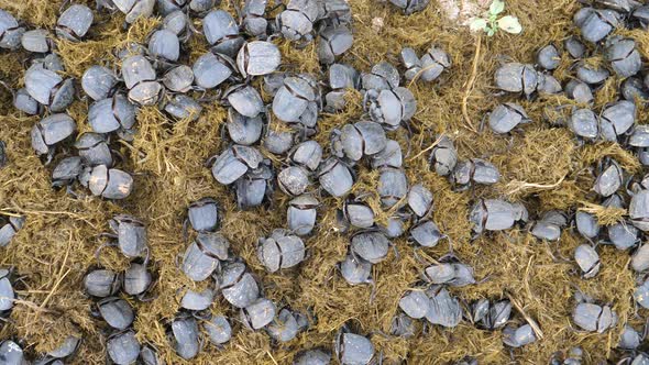 Group of scarab dung beetles forage and sift through pile dung