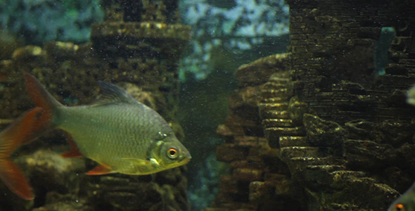 Aquarium Fish 14
