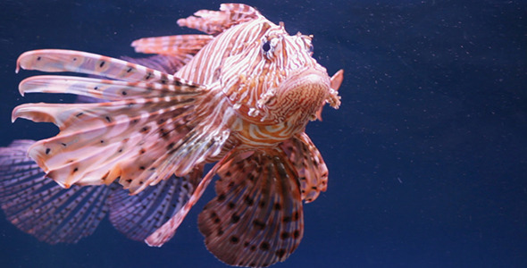 Aquarium Fish 18