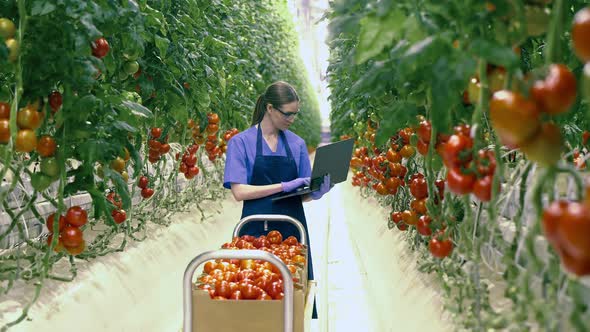 Female Worker Types on Laptop Checking Tomatoes