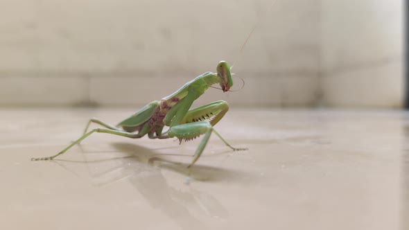 Praying Mantis cleans its antennae. 4k footage, side profile.