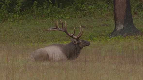 a big bull elk bedded down