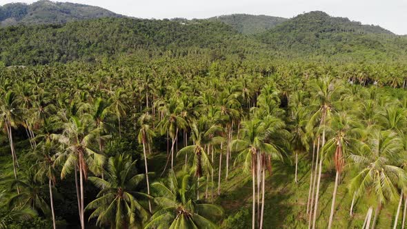 Aerial Drone View, Island Landscape, Coconut Palm Plantations, Thailand. Natural Idyllic Paradise