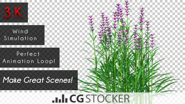 Plant Purple Flowers alt