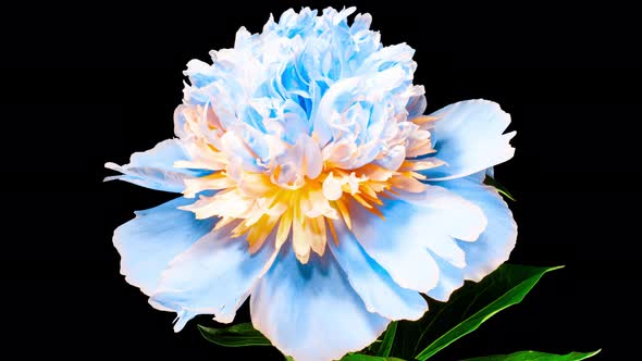 Beautiful Blue Yellow Peony Flower Blooming in Timelapse Close up on a Black Background alt