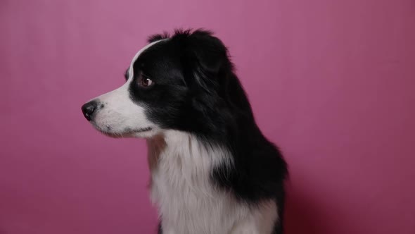 Funny Portrait of Cute Puppy Dog Border Collie Isolated on Pink Colorful Background