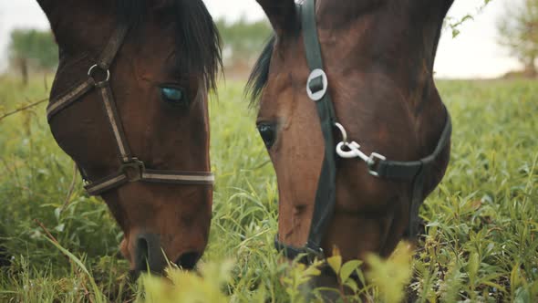 Closeup View Of Dark Bay Horses Heads Eating Grass In The Meadows During Daytime