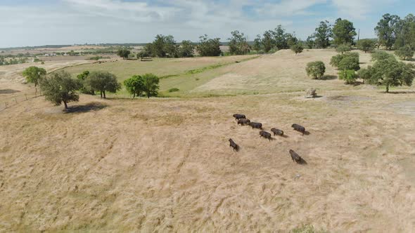 Drone footage of a cattle of bulls in a field in Alentejo, Portugal