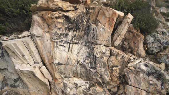 Petrified Wood Fossil