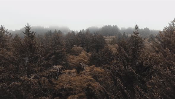 Aerial drone shoots tops of brown trees in dense fog in Humboldt Lagoons State Park, California, USA