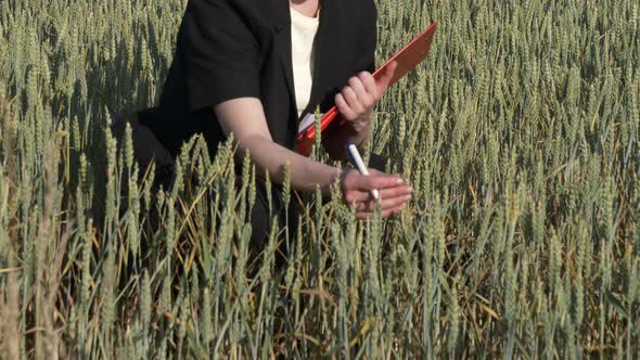 employee of an agricultural firm with notebook checks the quality of wheat in the field