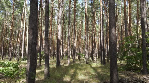 Natural Forest Landscape By Day