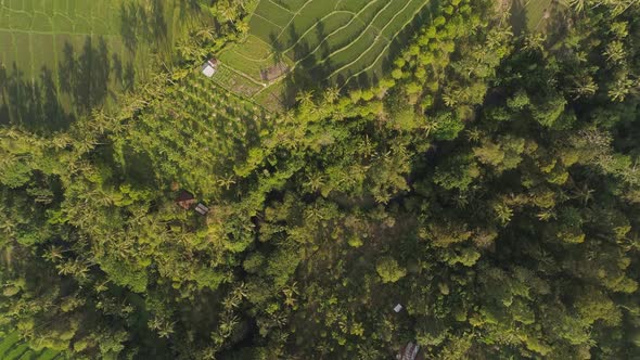 Rice Terraces and Agricultural Land in Indonesia