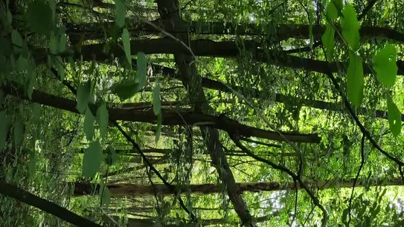 Vertical Video of a Forest with Trees in Ukraine