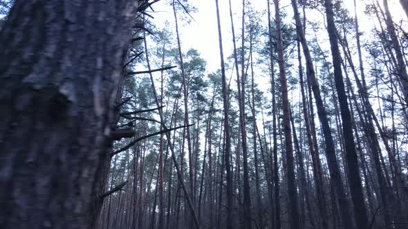 Trees in a Pine Forest During the Day Aerial View