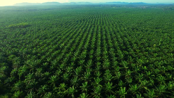 Aerial drone video of palm oil plantation