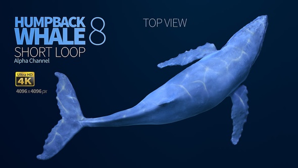 Humpback Whale 8 alt