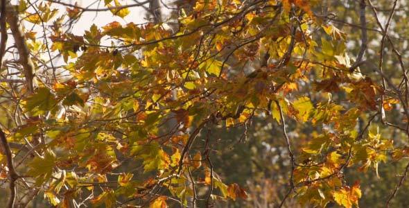 Tree Leaves