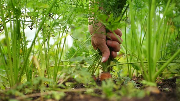 Carrots Pulled Out of the Ground