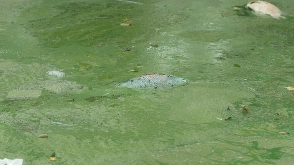 Dead Fish In Polluted Water