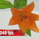 Lily in Water - VideoHive Item for Sale
