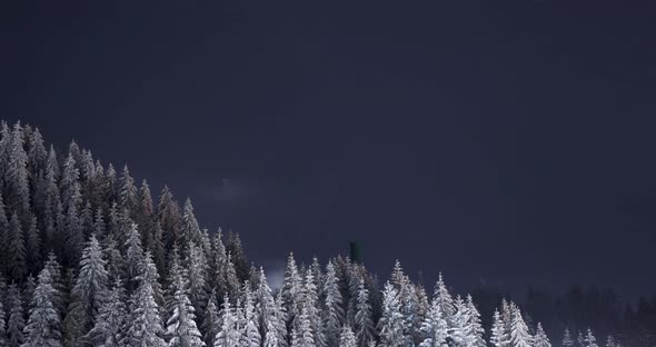 Night lapse over a coniferous forest in Fundata, Romania