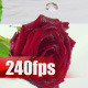 Rose in Water - VideoHive Item for Sale