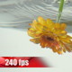 Flower in Water - VideoHive Item for Sale