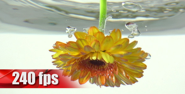 Flower in Water