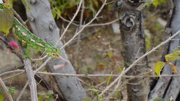 Green Common Chameleon Hunting a Cricket