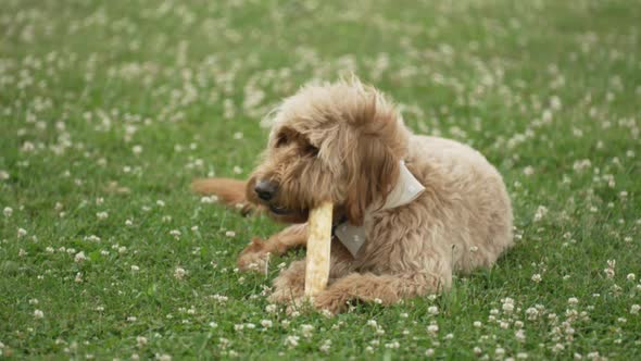 Light Brown labradoodle chewing on dog bone in a grass field