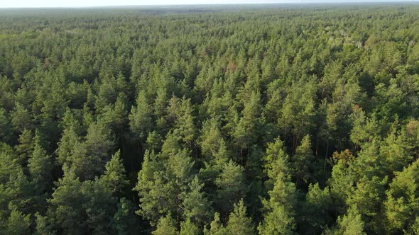 Trees in the Forest Aerial View. Slow Motion