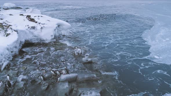 Arctic Gentoo Penguin Group Go Ashore Aerial View