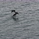 Cormorants flying - VideoHive Item for Sale