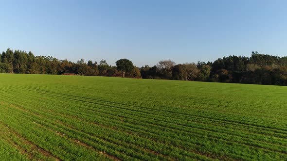 Lonely three in country side, green fields, aerial view