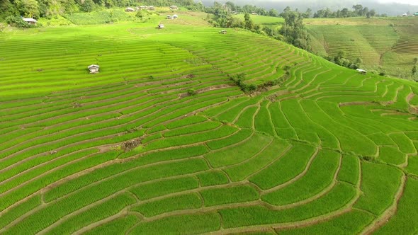 Rice field terrace on mountain agriculture land.